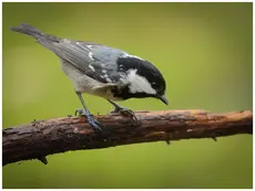Mésange noire