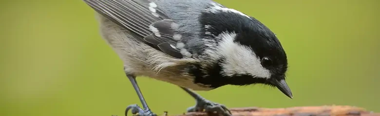 Mésange noire. Assis sur une branche. Petit oiseau dodu au dos gris, au dessous beige et à la longue tache blanche sur la nuque dans le capuchon noir.