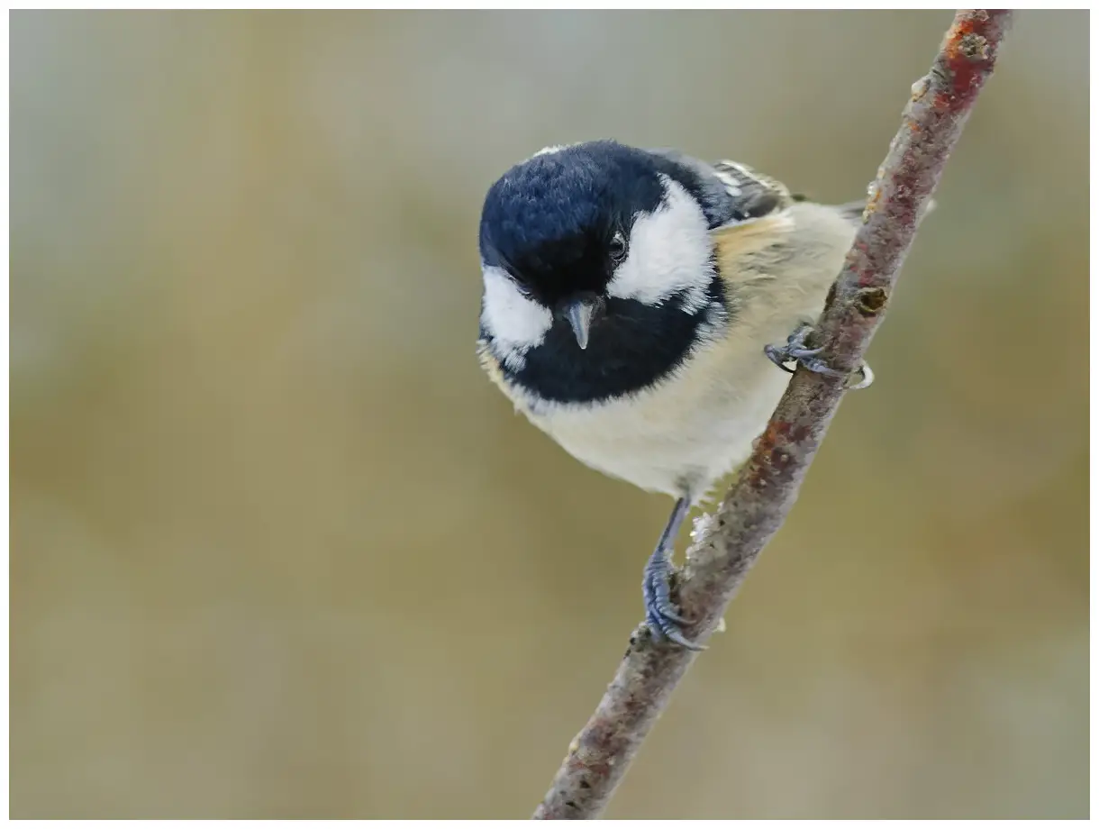 Mésange noire