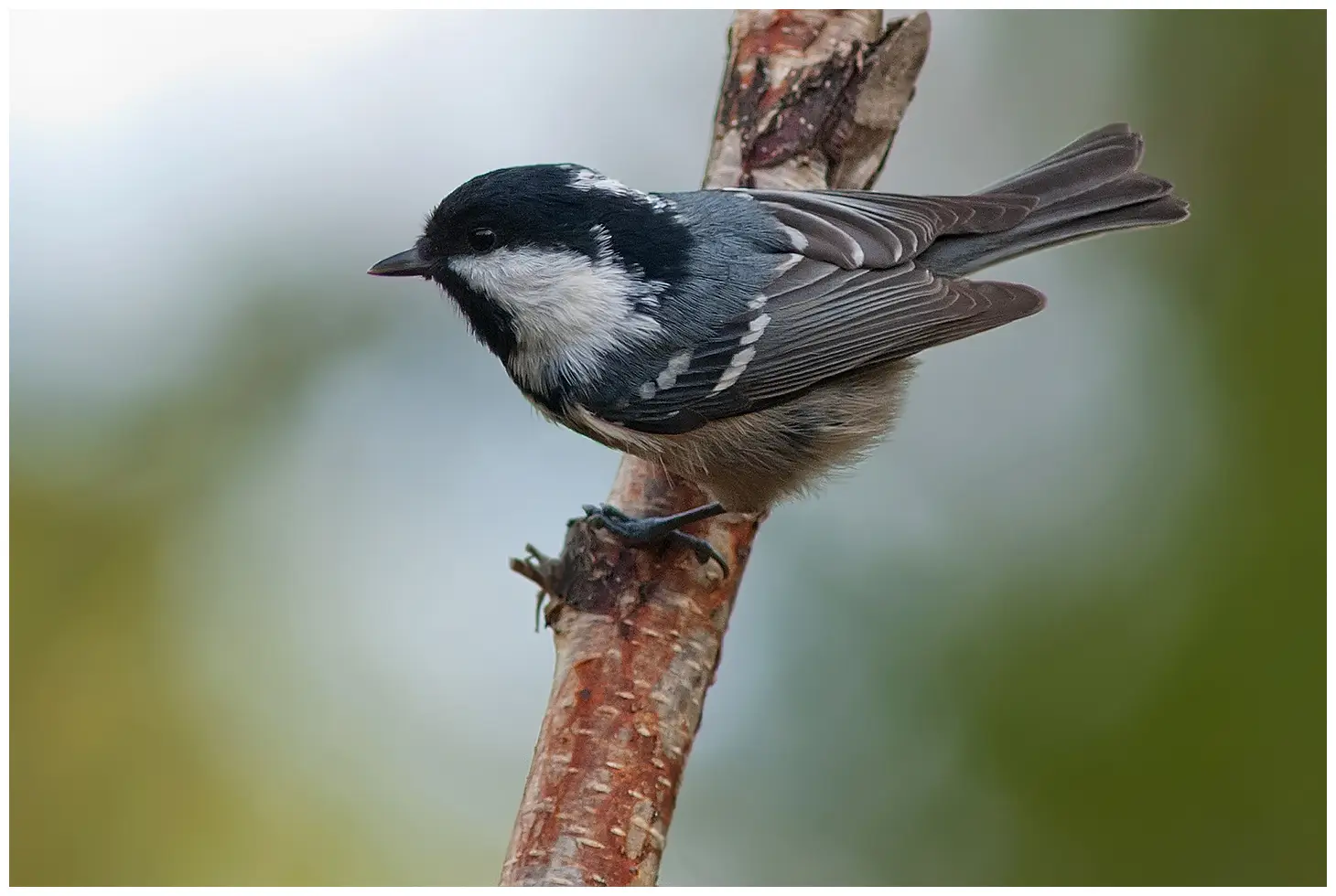 Mésange noire