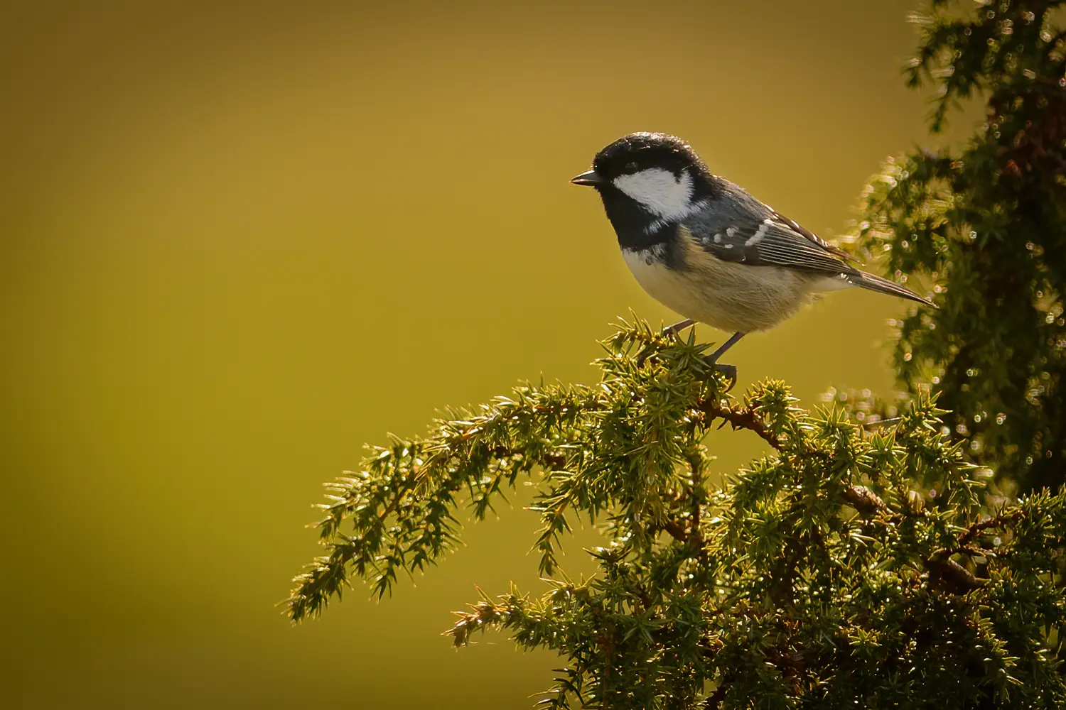 Mésange noire