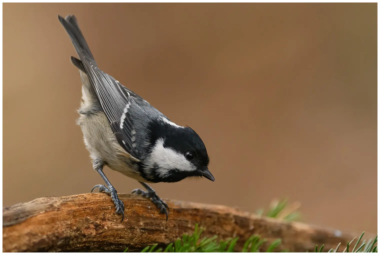 Mésange noire