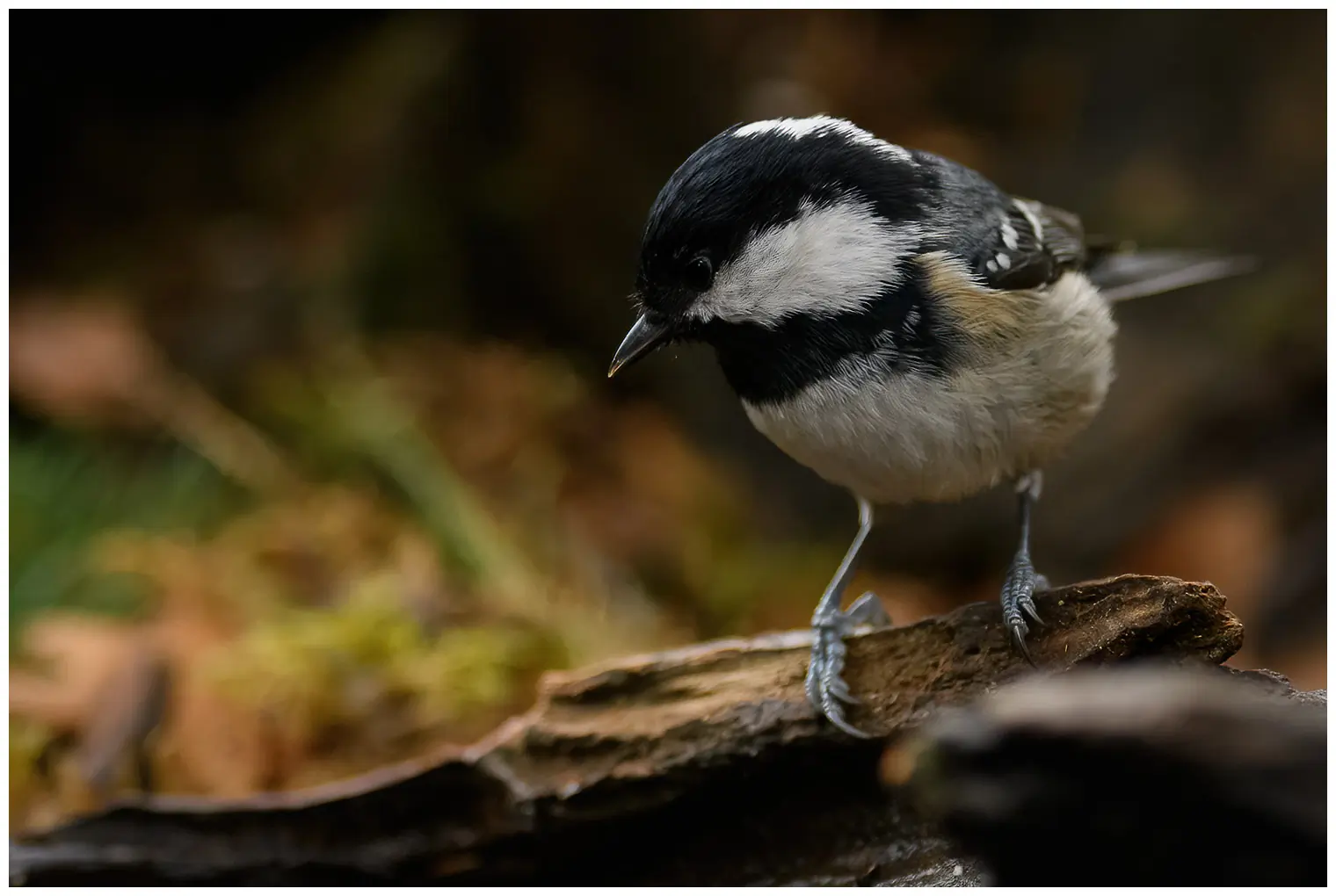 Mésange noire