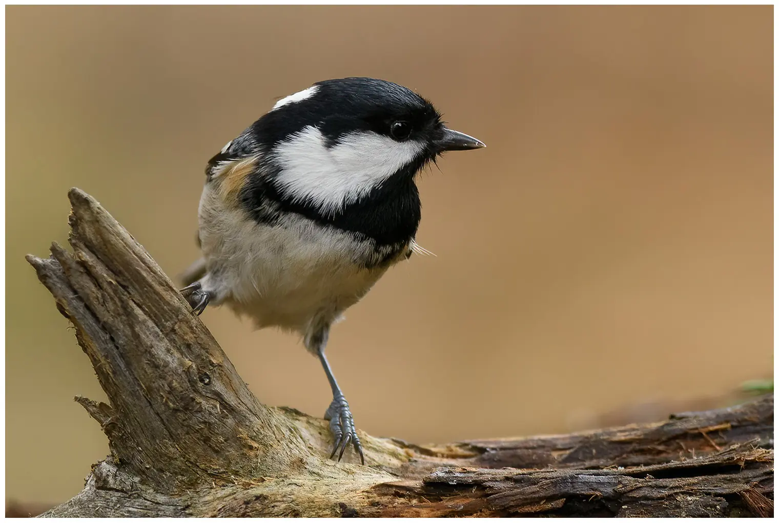 Mésange noire