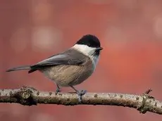 Mésange boréale