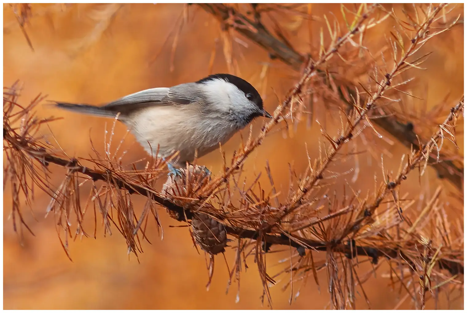 Mésange boréale