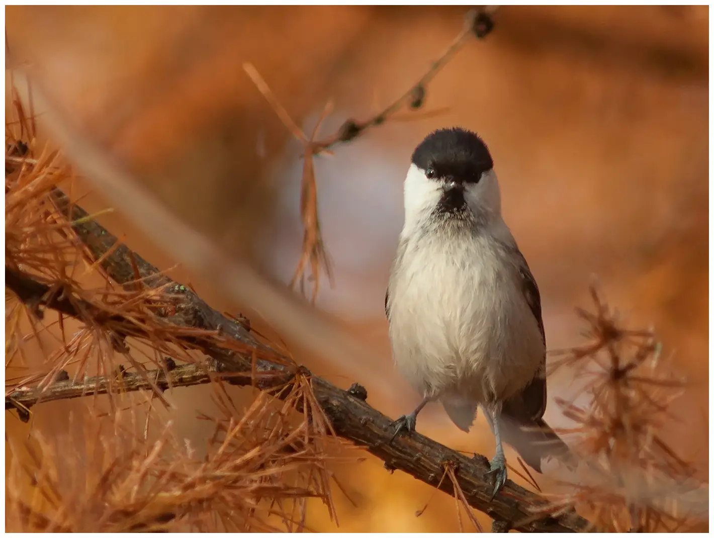 Mésange boréale