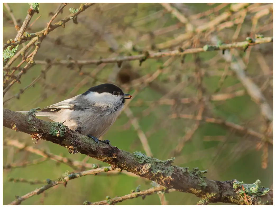 Mésange boréale