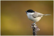 Mésange nonnette
