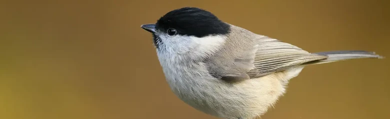 Mésange nonnette. Assis sur l'extrémité d'une branche, fond complètement flou. Petit oiseau brun-gris avec une calotte noire brillante et une bavette noire.