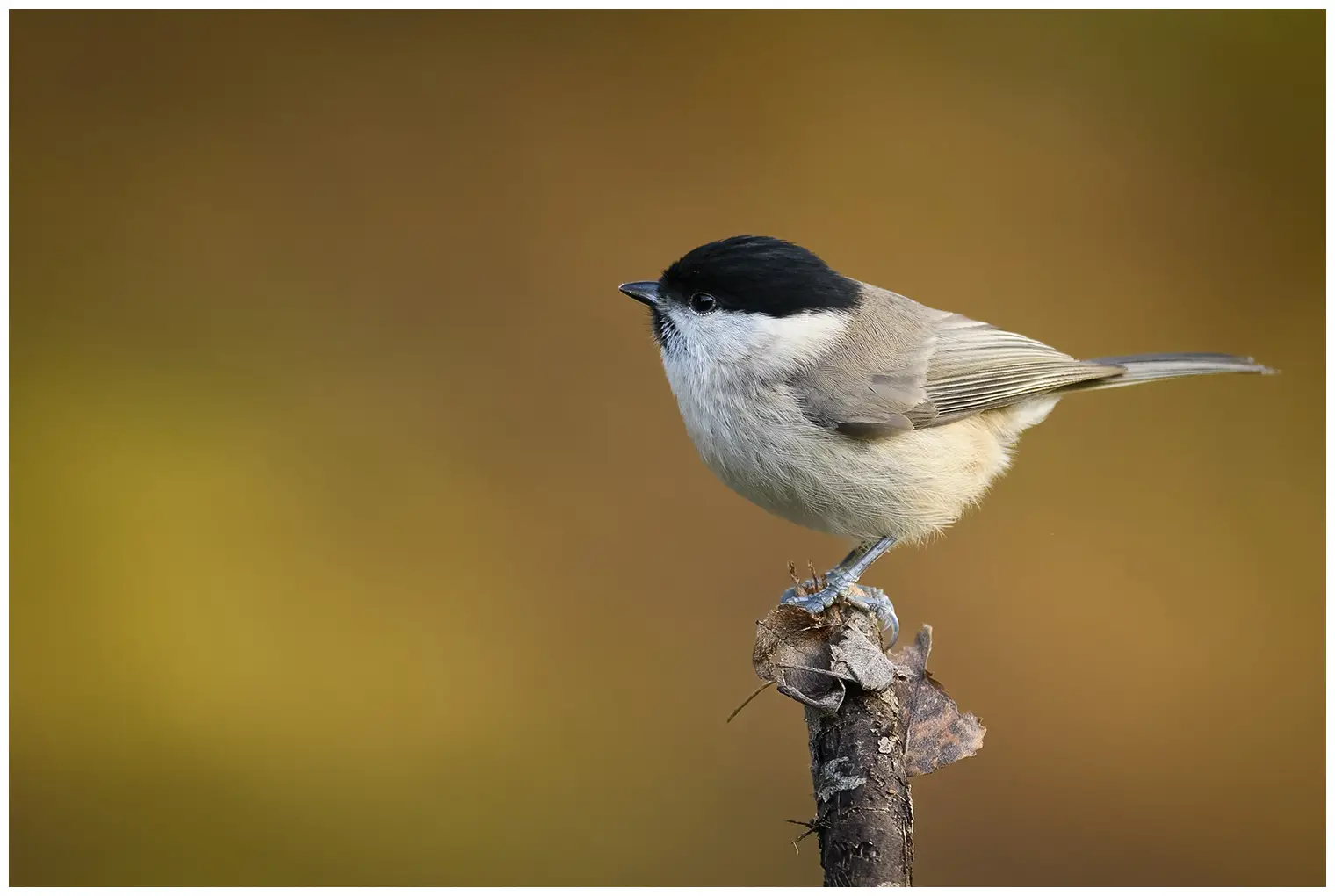 Mésange nonnette. Assis sur l'extrémité d'une branche, fond complètement flou. Petit oiseau brun-gris avec une calotte noire brillante et une bavette noire.