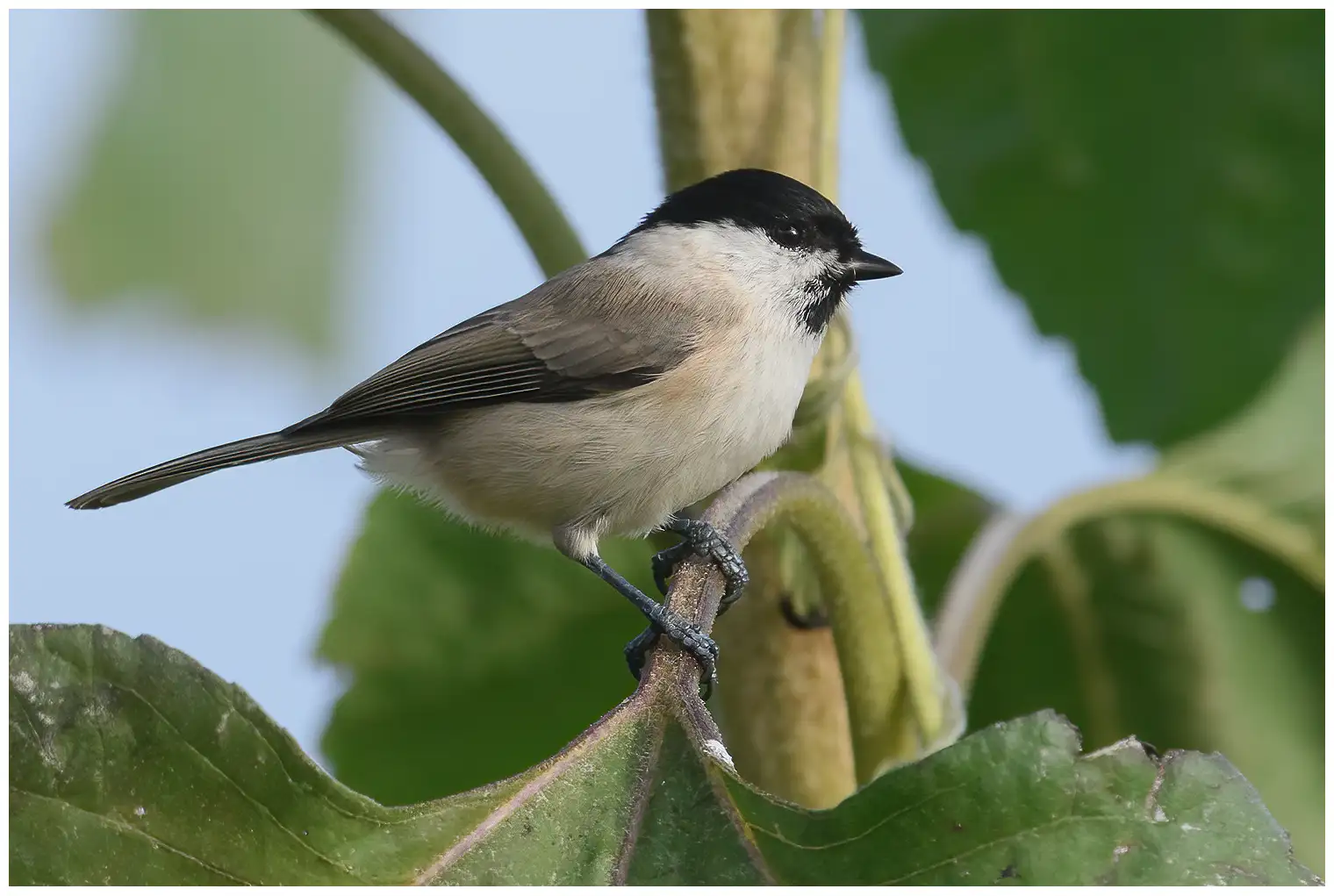 Mésange nonnette