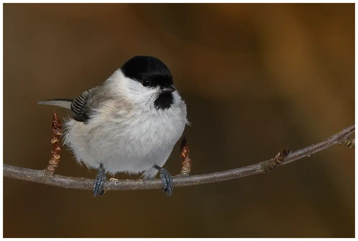 Mésange nonnette