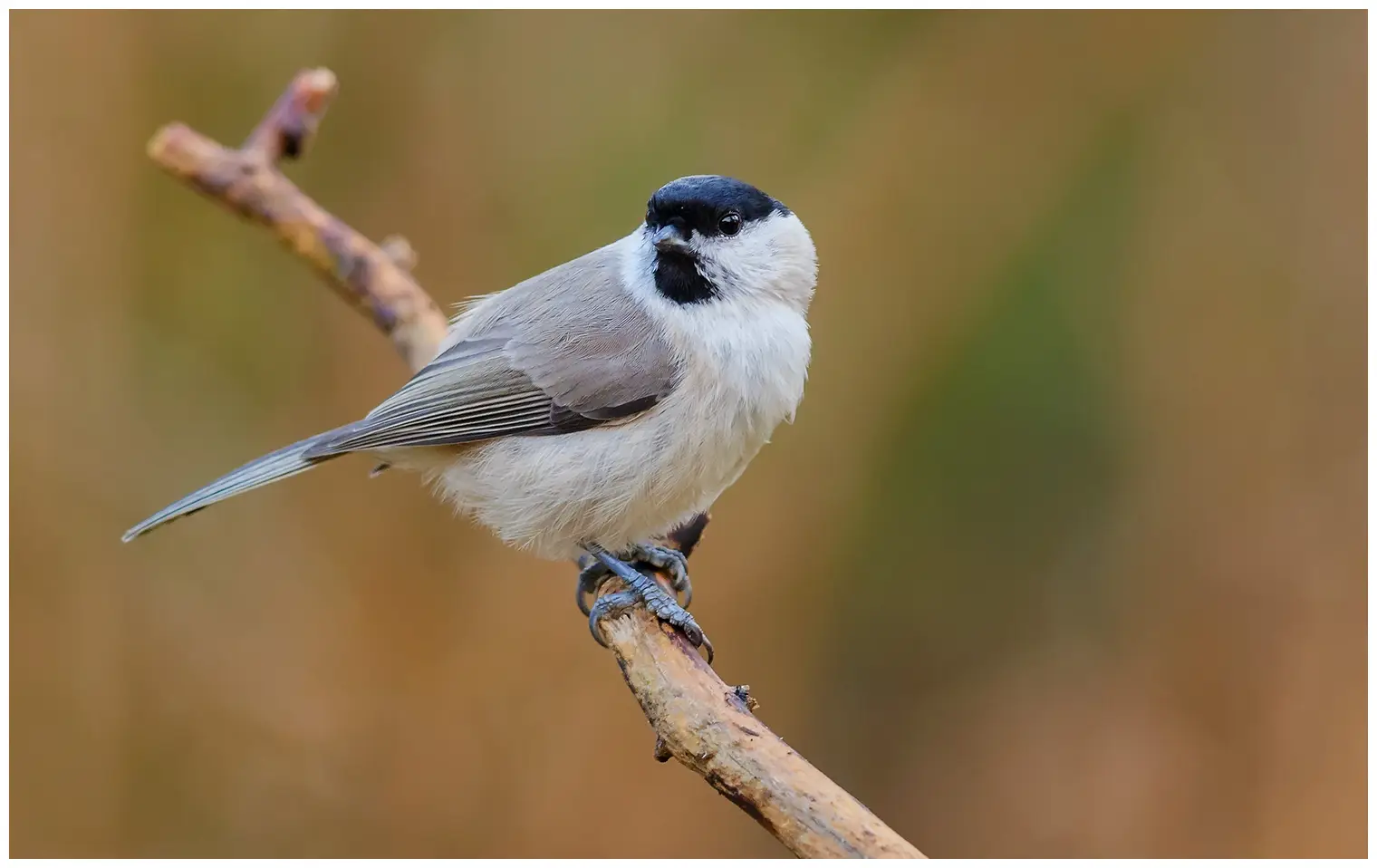 Mésange nonnette
