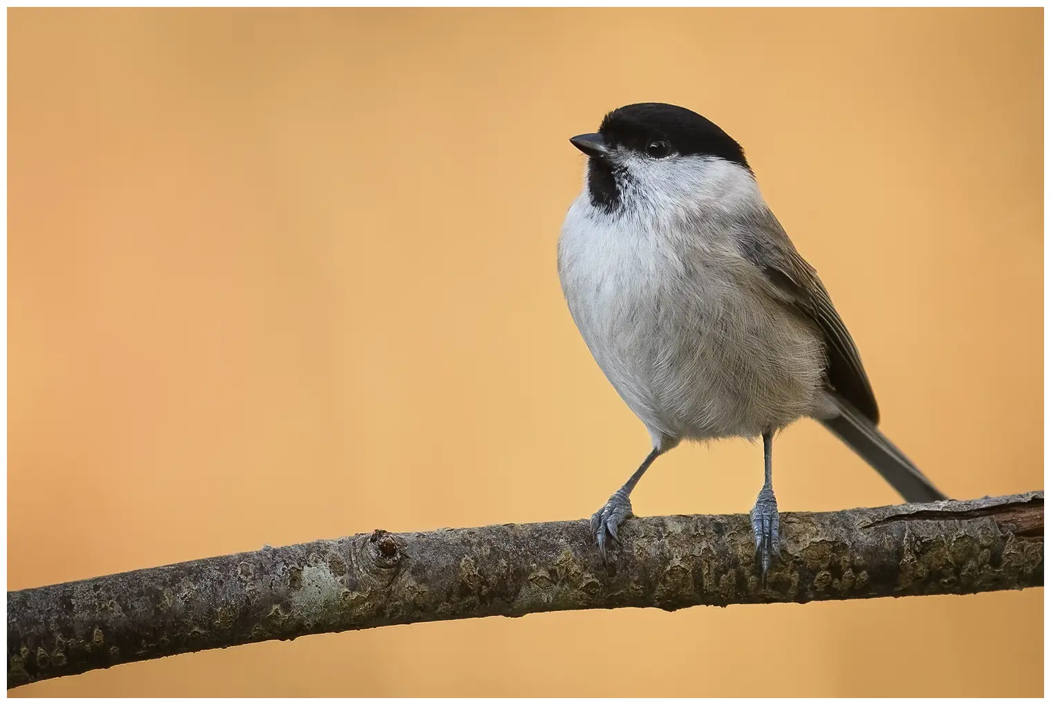 Mésange nonnette