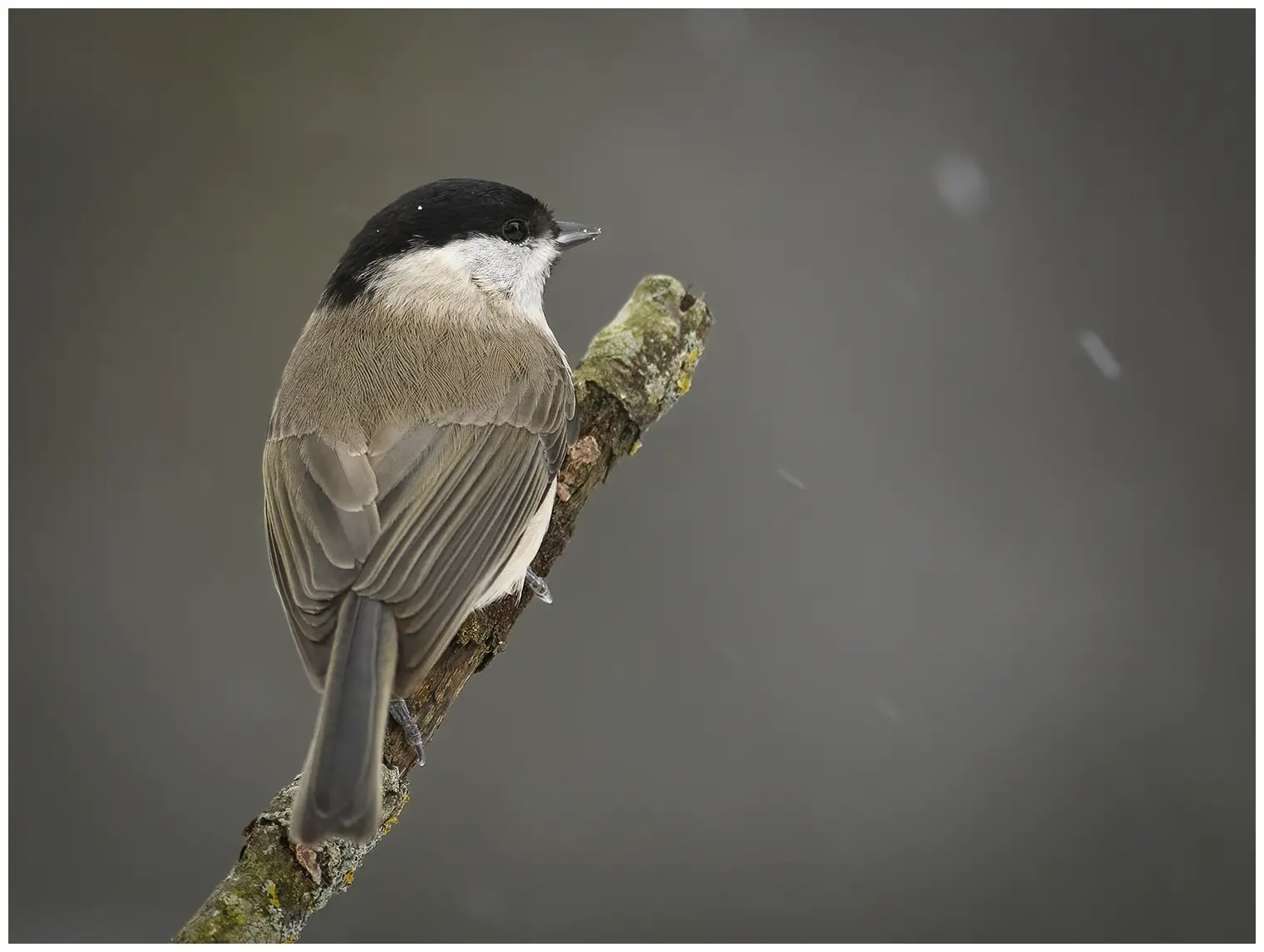 Mésange nonnette