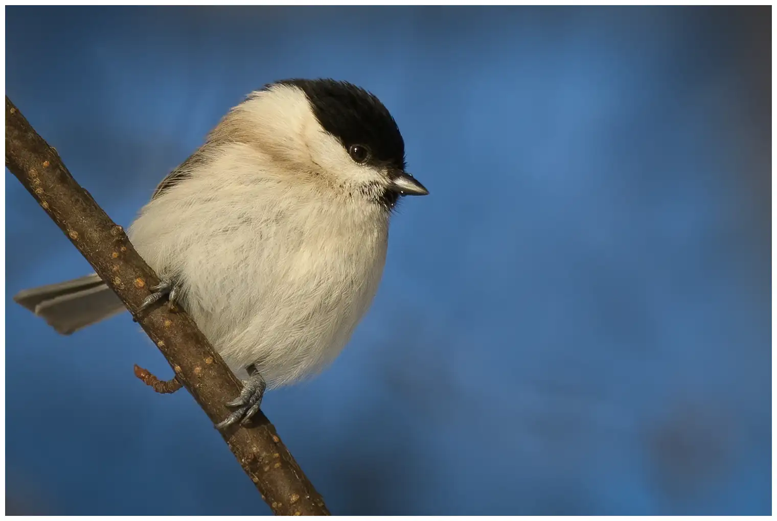Mésange nonnette