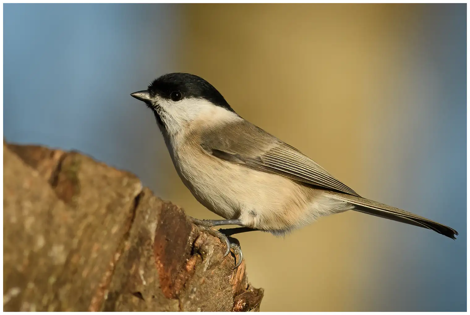 Mésange nonnette
