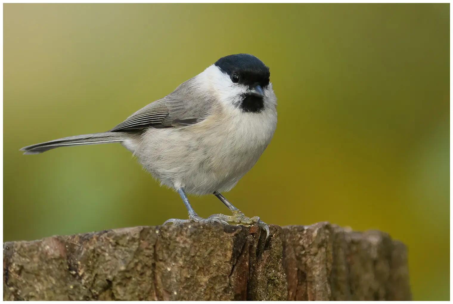 Mésange nonnette