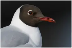 Mouette rieuse