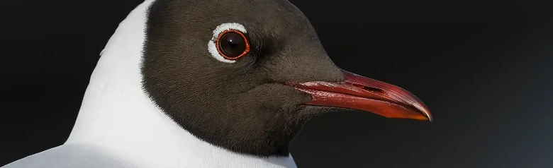 Mouette rieuse. Gros plan de la tête. Capuchon brun foncé en été. En hiver, la capuche est remplacée par un cache-oreille foncé.