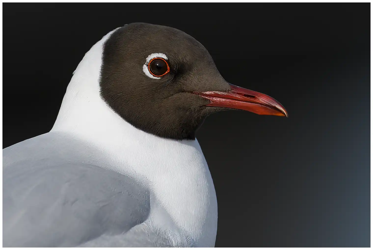 Mouette rieuse. Gros plan de la tête. Capuchon brun foncé en été. En hiver, la capuche est remplacée par un cache-oreille foncé.