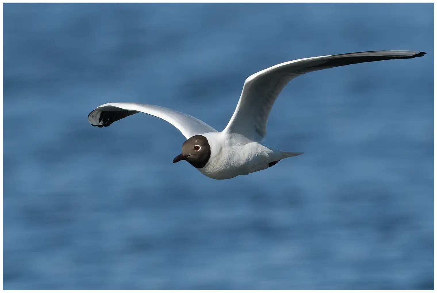 Mouette rieuse
