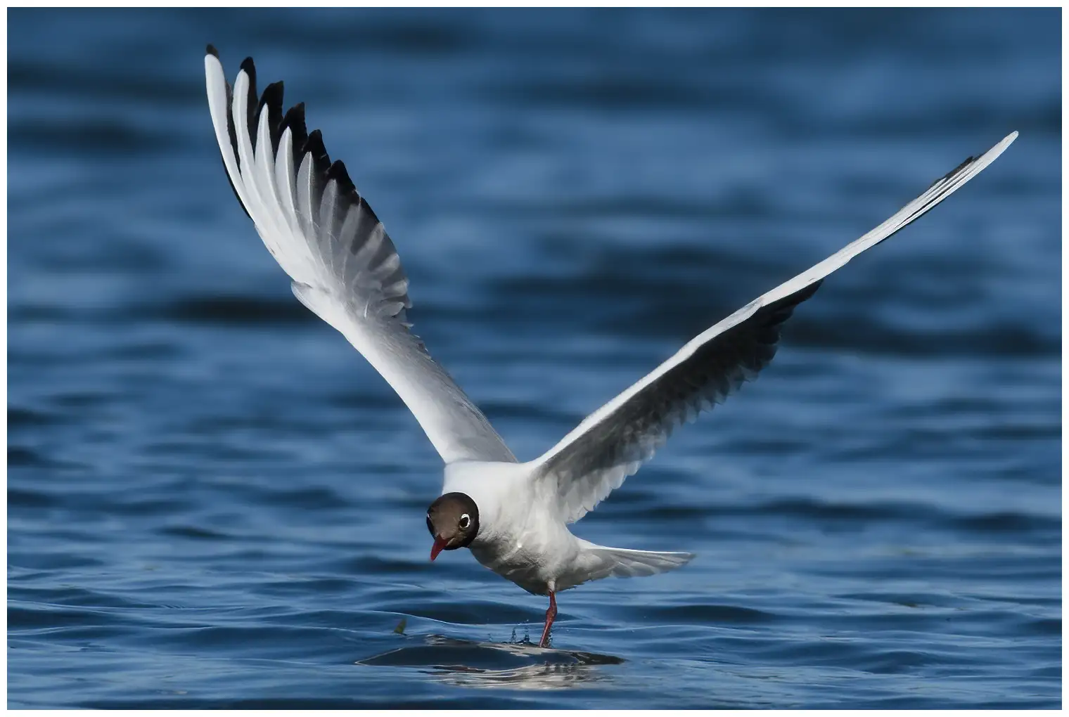 Mouette rieuse
