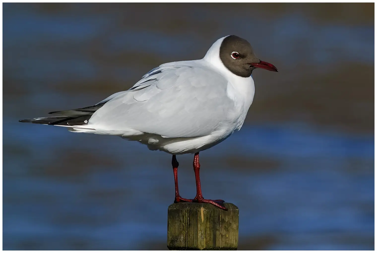 Mouette rieuse
