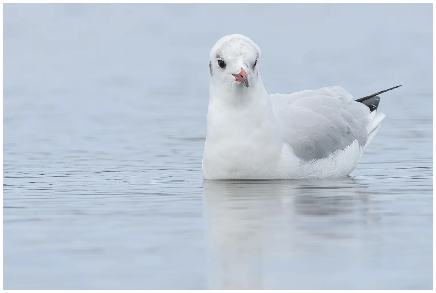 Mouette rieuse