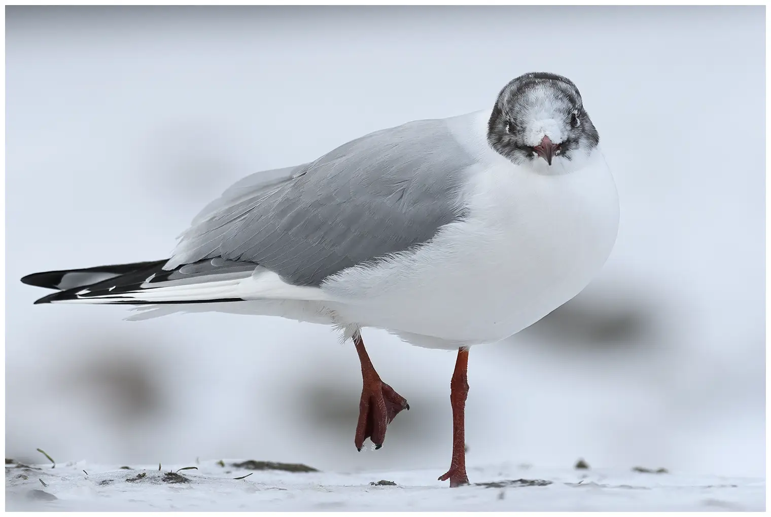 Mouette rieuse