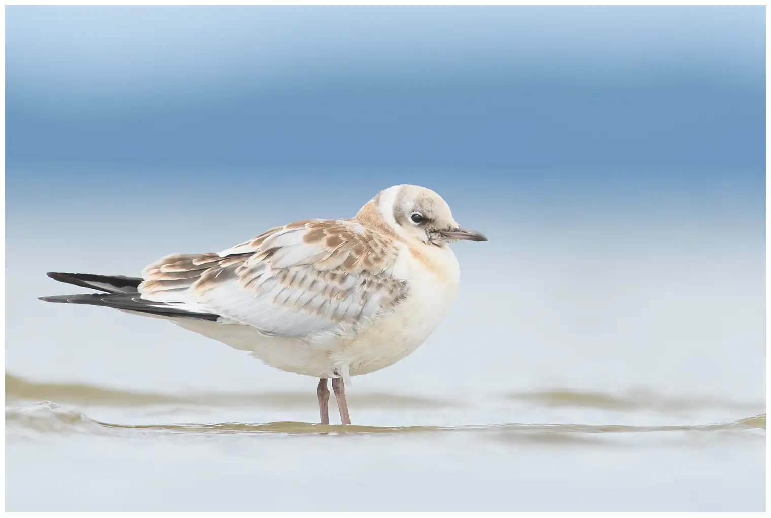 Mouette rieuse