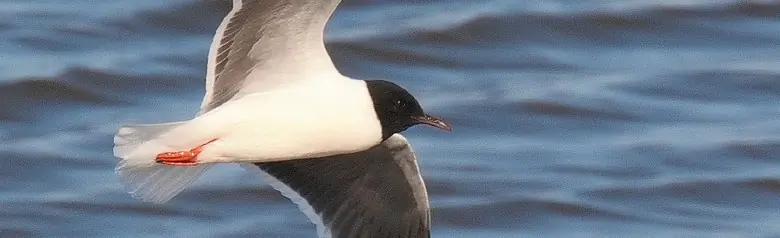 Mouette pygmée. Le plus petit goéland du monde. Le capuchon descend jusqu'au cou. Le dessous des ailes est gris-noir et solide.