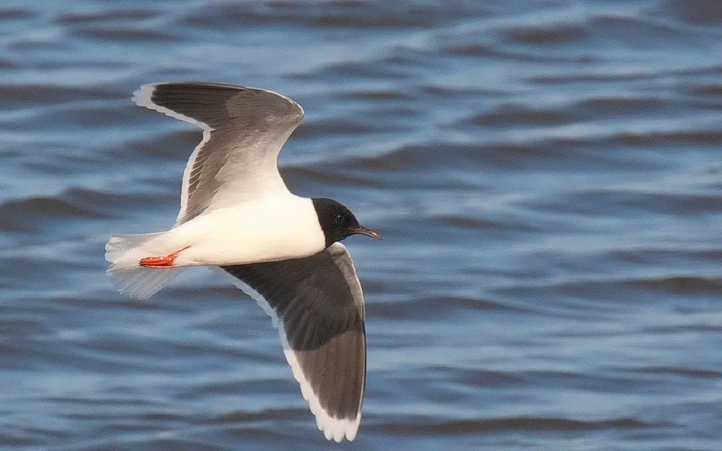 Mouette pygmée. Le plus petit goéland du monde. Le capuchon descend jusqu'au cou. Le dessous des ailes est gris-noir et solide.