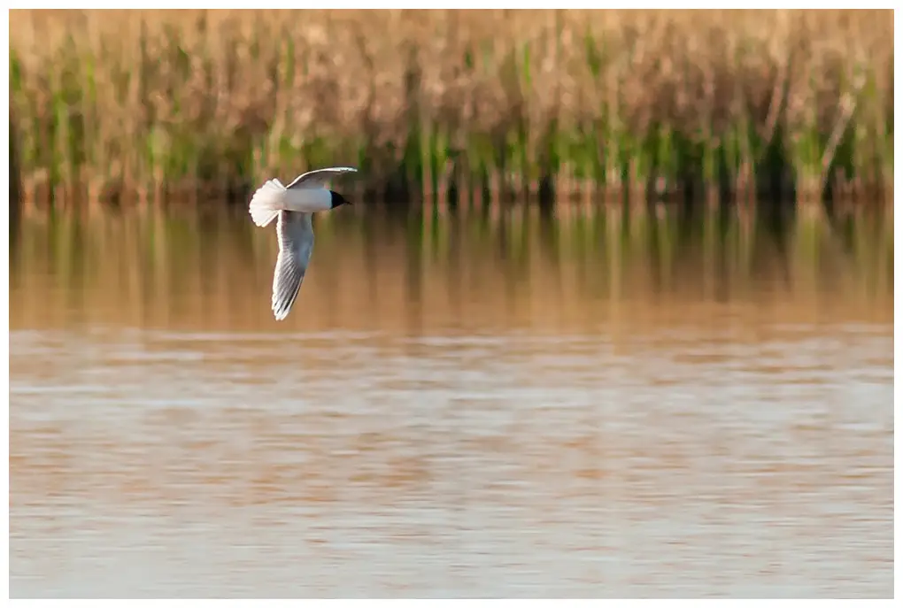 Mouette pygmée