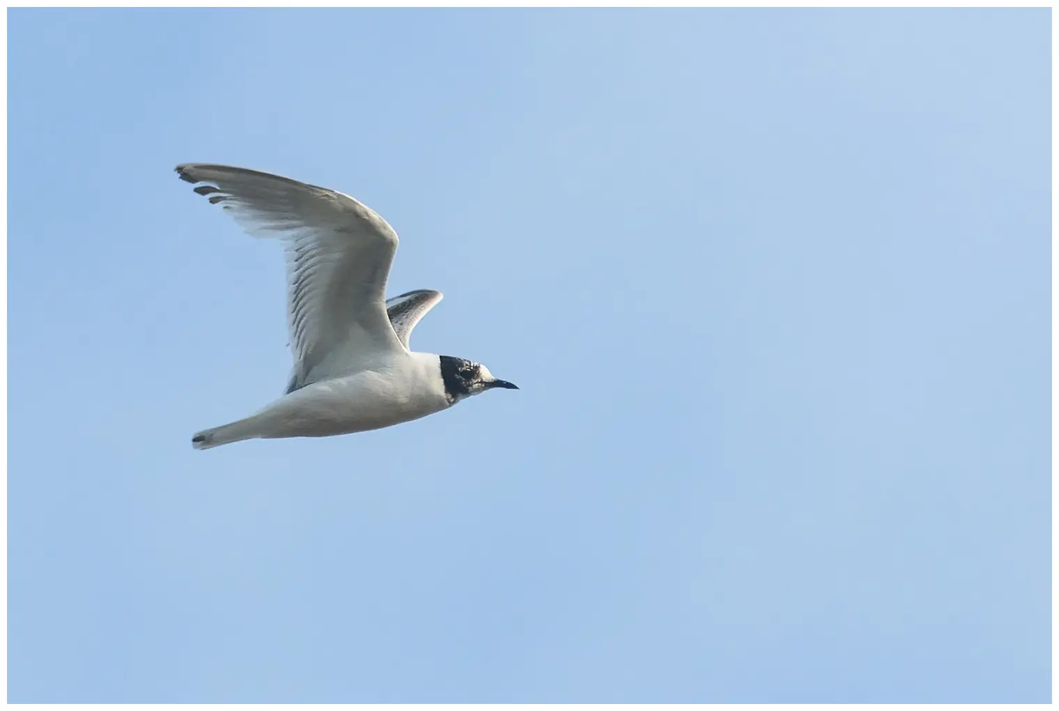 Mouette pygmée