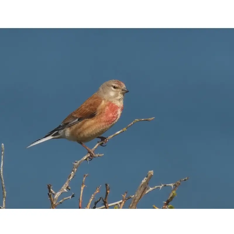 Linotte mélodieuse (sifflet d'oiseau)