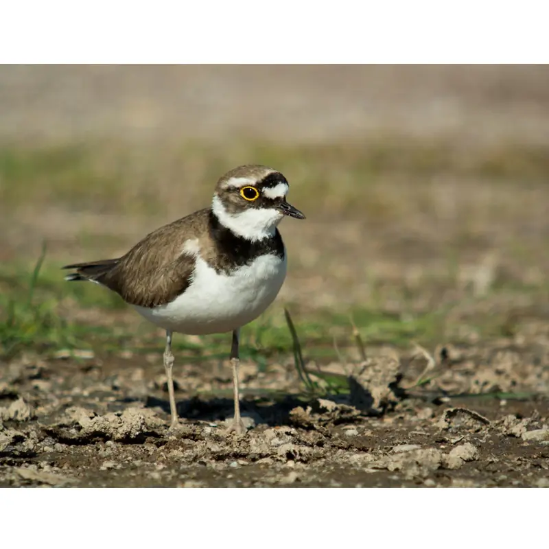 Pluvier petit-gravelot (sifflet d'oiseau)