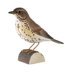 Grive musicienne (bois)