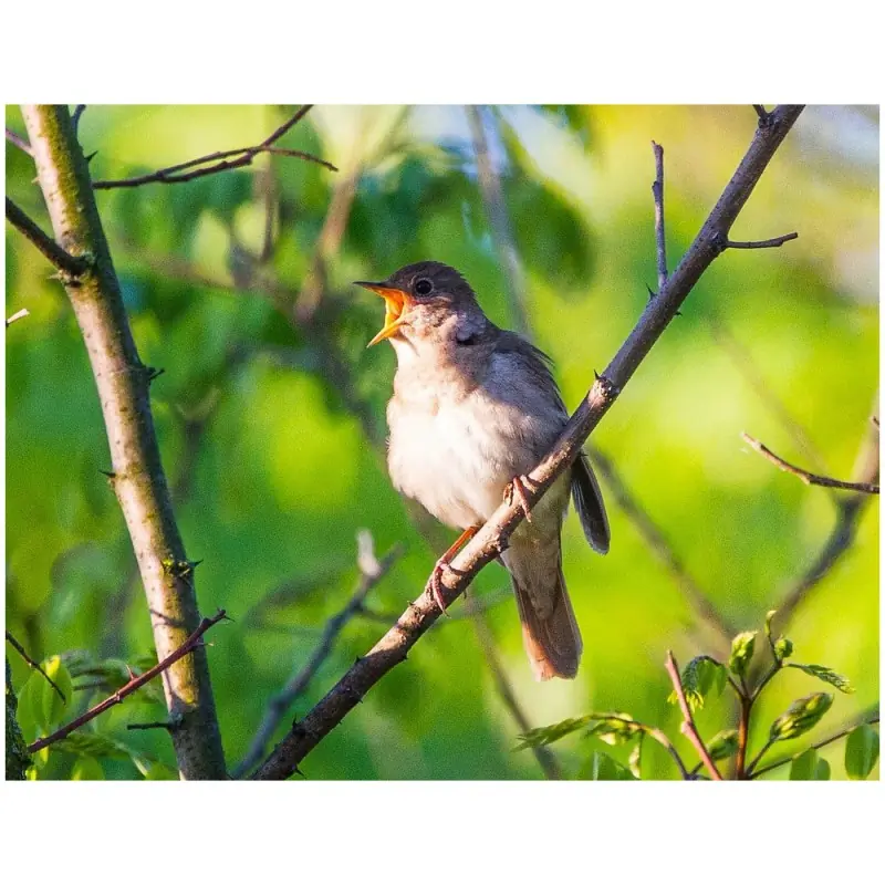 Rossignol progné (sifflet d'oiseau)