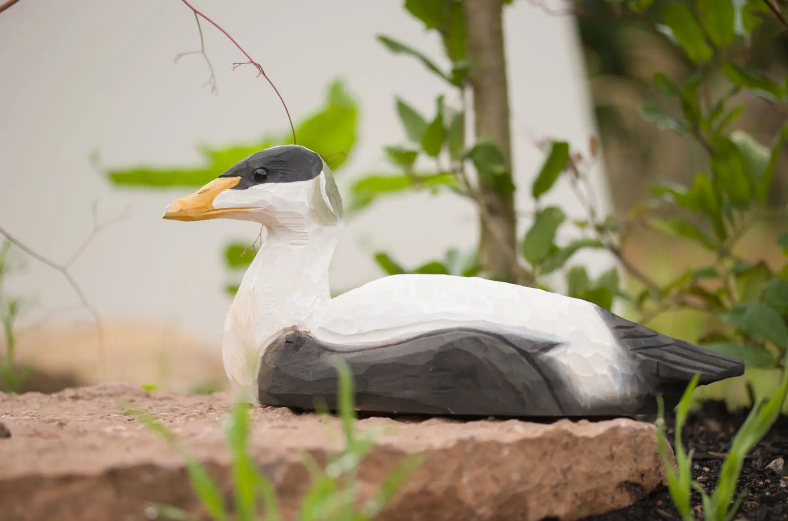 Eider à duvet (bois)