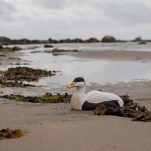 Eider à duvet (bois)