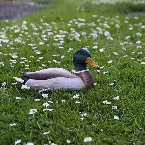 Canard colvert - mâle (bois)