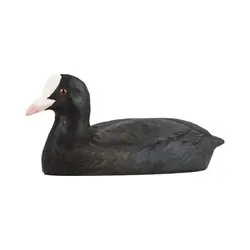 Foulque macroule (bois)