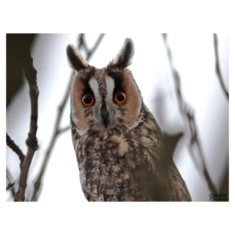 Hibou moyen-duc (sifflet d'oiseau)