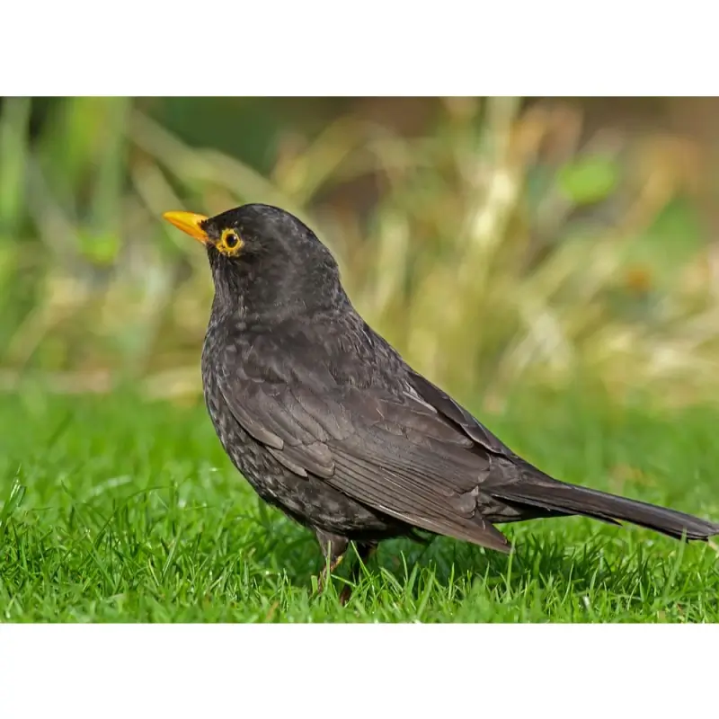 Merle noir (sifflet d'oiseau)