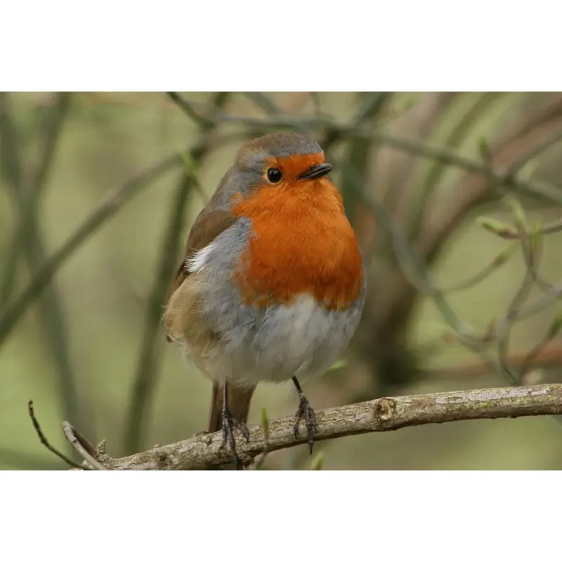 Rouge-gorge (sifflet d'oiseau)