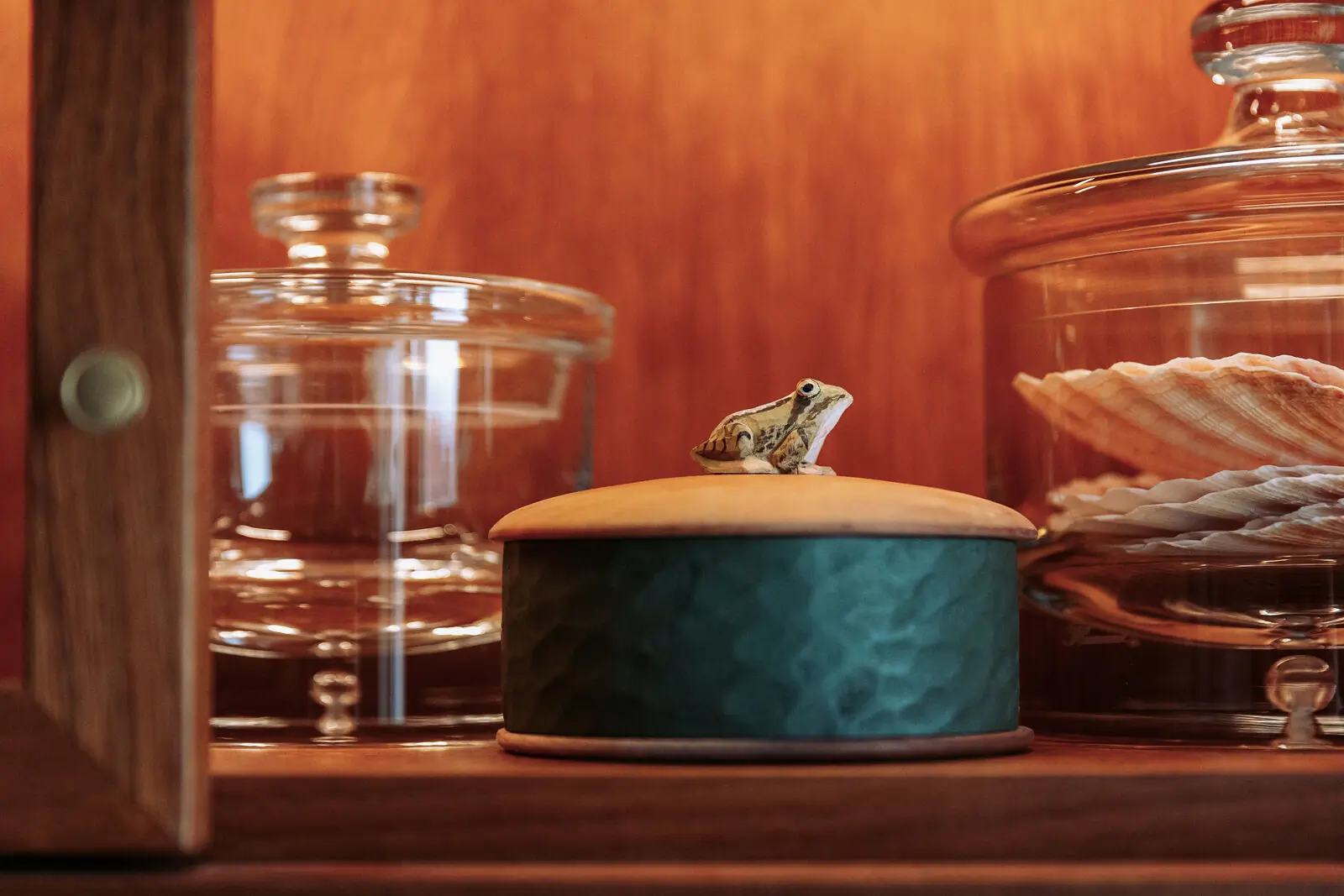 Boîte en bois (grenouille)