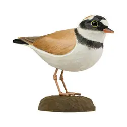 Pluvier petit-gravelot (bois)