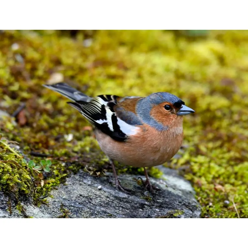 Pinson des arbres (sifflet d'oiseau)